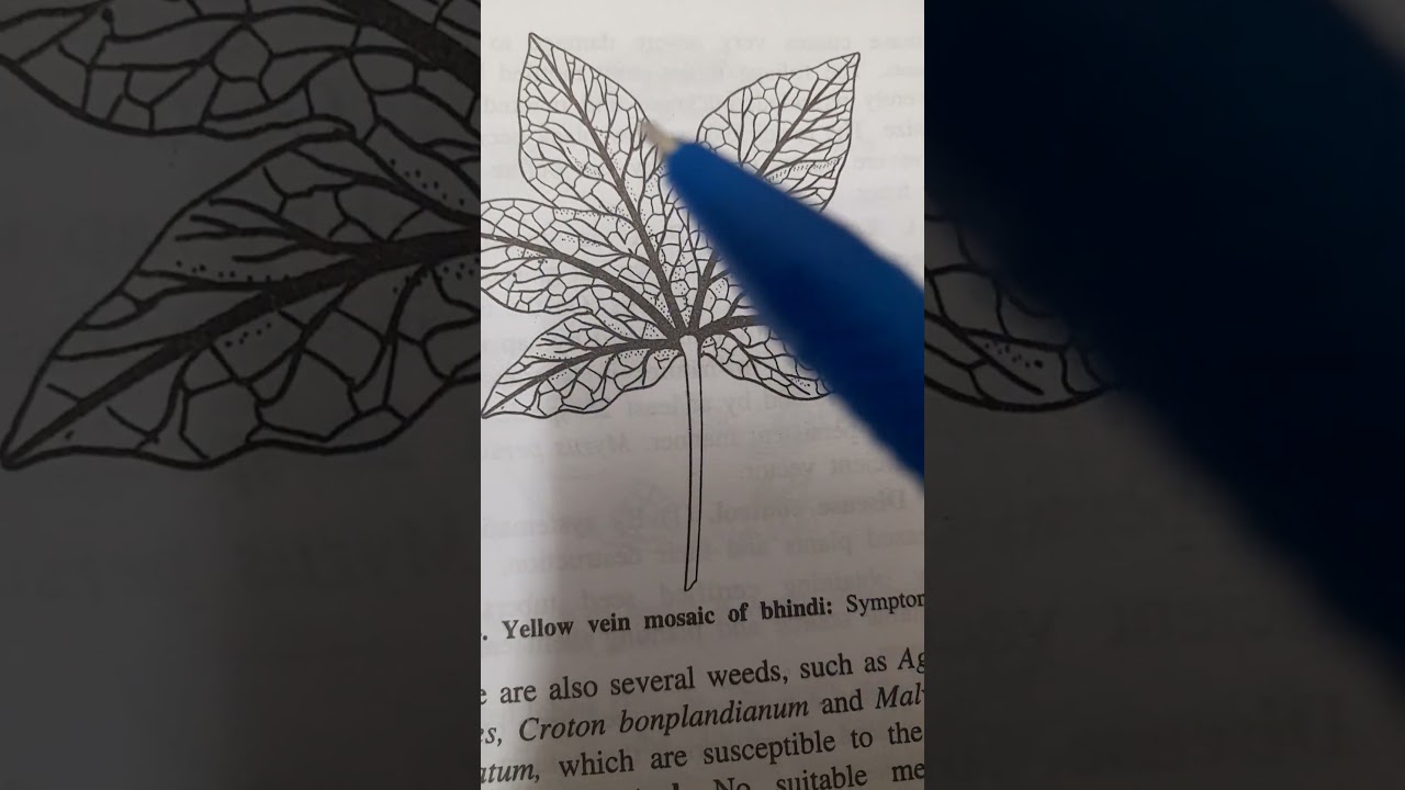 Yellow vein mosaic virus of bhindi.(YVMV)