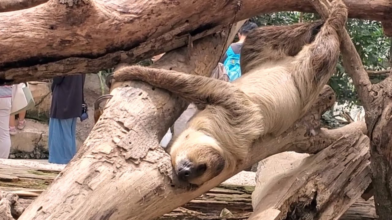 ナマケモノ（プロフ必読!!）様用です¨*•.¸♬︎ 天敵がいないのを知っている無防備なナマケモノ。Defenseless sloths