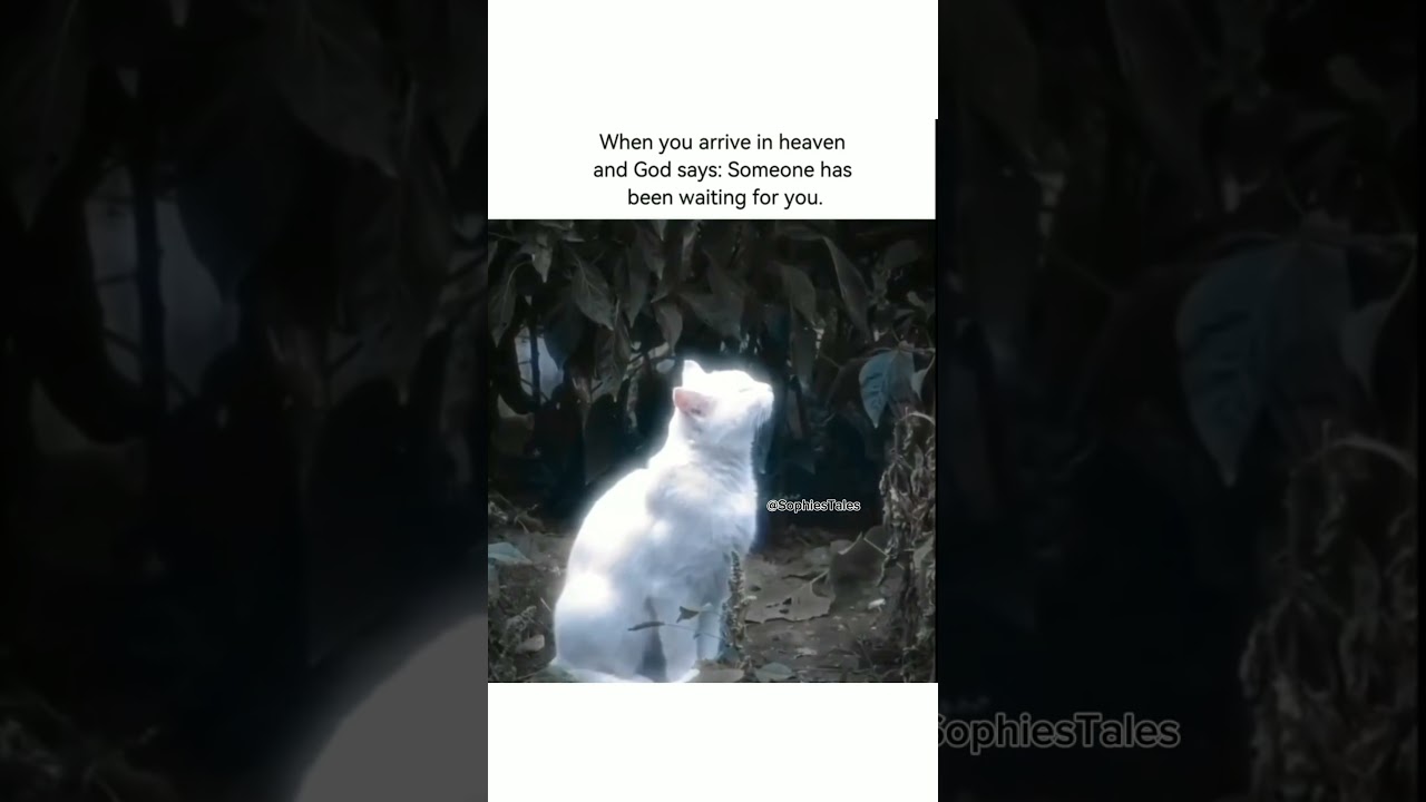 Who's Been Waiting for You in Heaven? ❤️✨ 