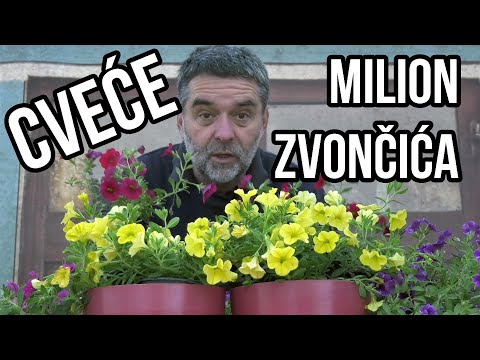 Video: Je li milijun zvona petunija?