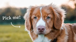 10 Reasons Why You Should Get a Nova Scotia Duck Tolling Retriever