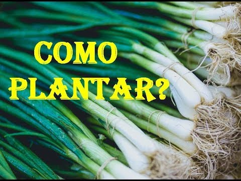 Vídeo: Nós Plantamos Cebolas Em Nosso Jardim