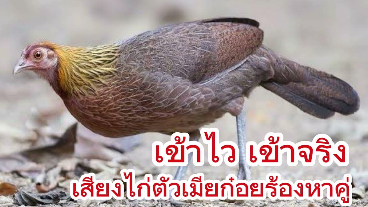เสียงไก่ตัวเมียร้องหาคู่ #ไก่ป่า #ไก่ป่าลูกผสม