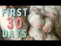 Baby rabbits grow up  days 1  30  time lapse  silent vlog