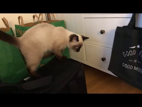 Siamese kitten meows so much! First day in our home!