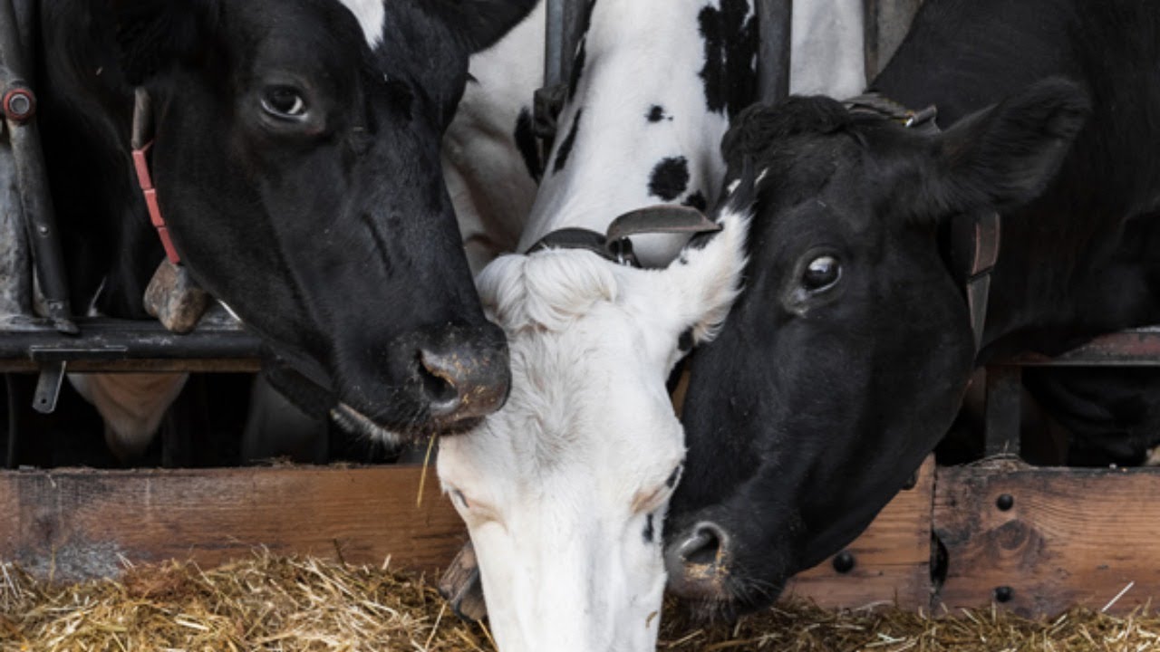 Fütterungstrends Milchkühe 2021 // Digital Day