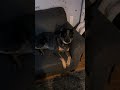 Nova needs a hand #heeler #dog  #dogs #contentcreator #learning
