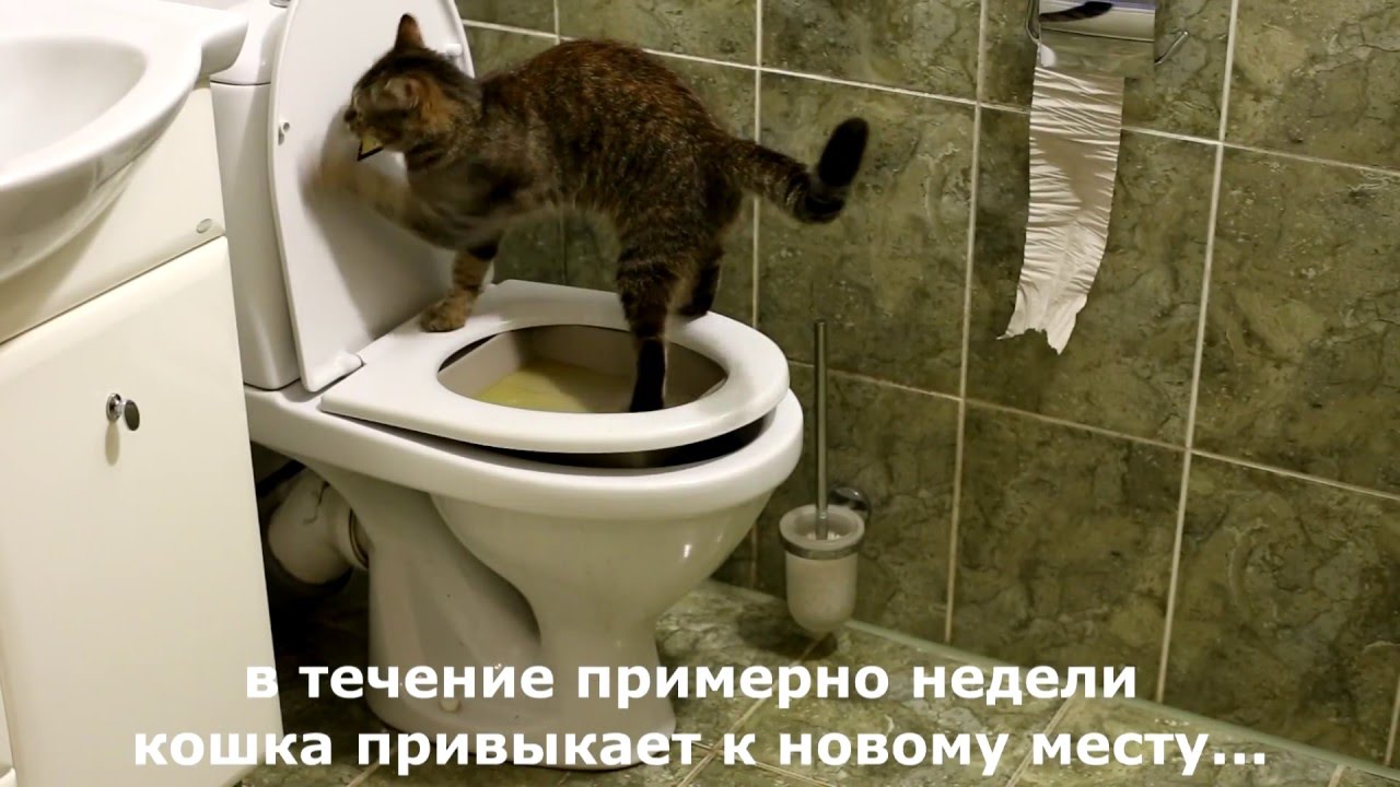 Як навчити кішку ходити в туалет в будиночок