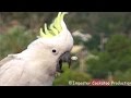 Angry Cockatoo Headbangs and Shrieks