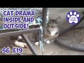 Cat Drama Inside, Cat Drama Outside S6 E19 Lucky Ferals Cat Videos