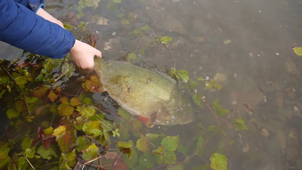 52er Barsch Release (Monsterbarsch, Großbarsch, Perch)