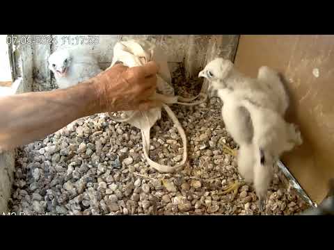 Tilburg/WestPoint. Terugplaatsen van de geringde jongen.2024 05 07 112812