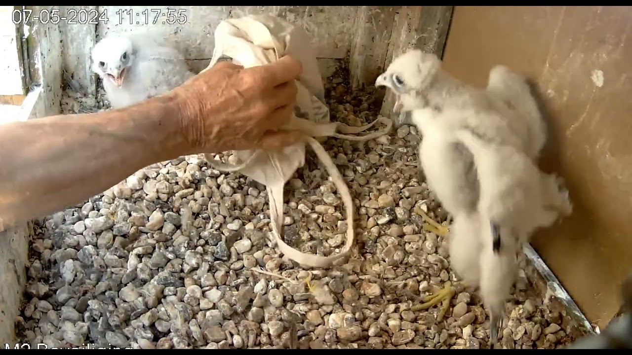 Tilburg/WestPoint. Terugplaatsen van de geringde jongen.2024 05 07 112812