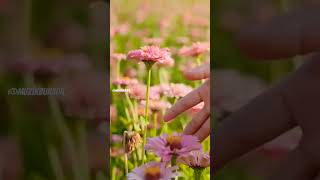 》 Ben Bilmezdim Renkleri .. 《