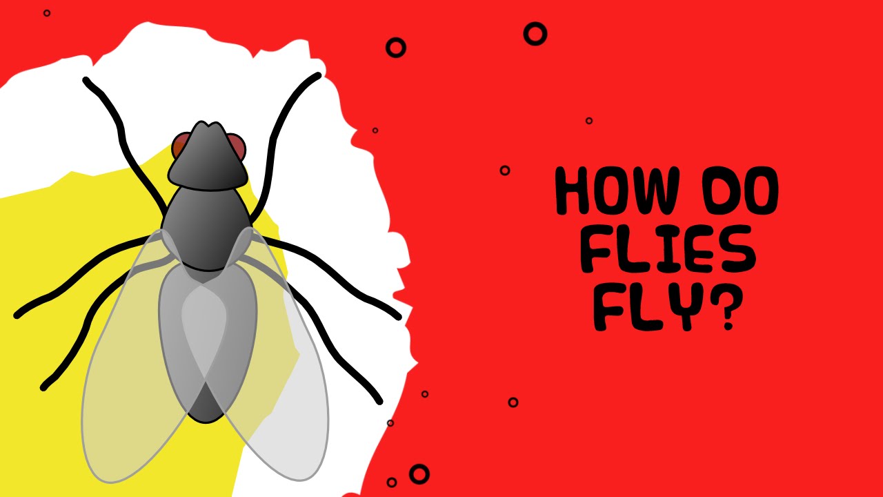Interesting facts about insects. Amazing insects Interesting facts about insects. Amazing insects