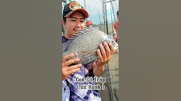 Gặp con này hãy bắt ngay kẻo muộn - bao đăng bắt cá ở Đồi Nhái Vũng Tàu