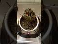Afternoon Lunch Spinach Gravy #lunch #food #kitchen #kitchentips #spinach #diy