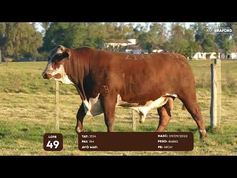 LOTE 49 MACHO