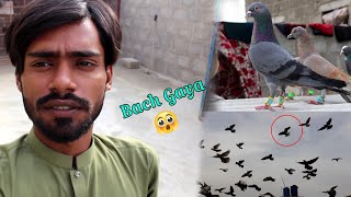Kabotar Bazi Ka Mela Sach Gaya Dobara 🥳✌ by Rehan Äzam Birds 1,371 views 1 month ago 12 minutes, 25 seconds