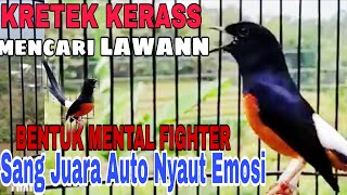 Kretekan Ganas Murai Batu |Suara Terapi Burung MURAI BATU GACOR NEMBAK EMOSI