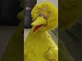 The time Big Bird got a summer internship at Funny Or Die