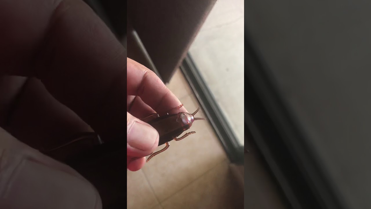 Cockroach toy for the cats