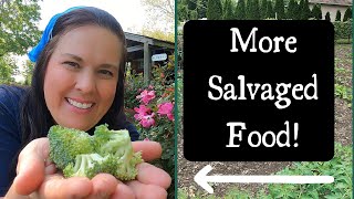 Trashcan to Treasure: Living on Salvaged food (series)