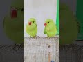 magic parrot 🦜 #birds #talkingparot #parrot 🦜
