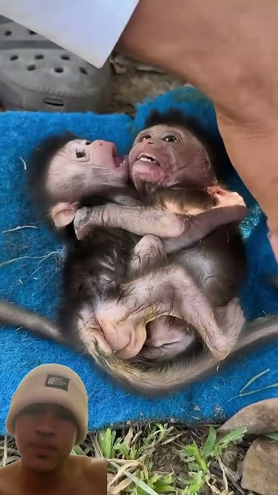 #monkey #babymonkey #cute #animals #adorable #smallbabymonkey #littlebabymonkey #adorably #funny