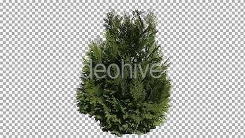 Real Coniferous Plant Isolated 1 | Stock Footage - Envato elements