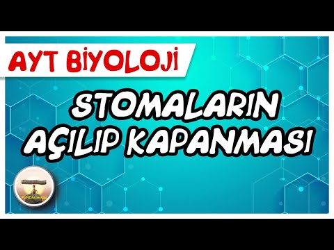 Video: Stomaların açılıp kapanmasını hangi fotoreseptör kontrol eder?