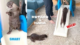 カワウソコタローとハナ　性格が違う２人の面白いすべり台遊び　Otter Kotaro&Hana Unique Ways to Play on The Slide
