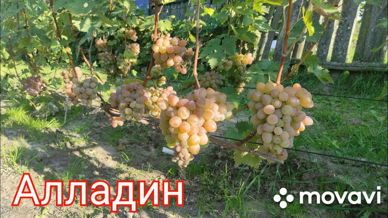 Виноград алладин описание сорта фото отзывы