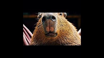 Bà già la hét kêu Chuột lang dậy #capybara #shortvideo