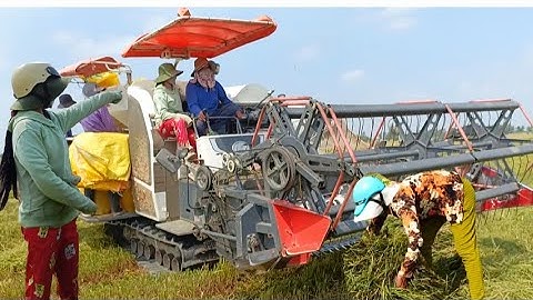 máy cắt 105 binh tóc độ cắt lúa rất nhanh cắt công 350K ở ô lăm tập49 #maibangtv