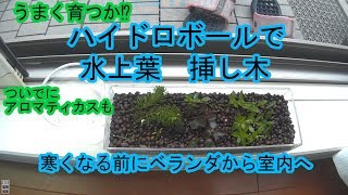 水草水上葉 挿し木 Youtube