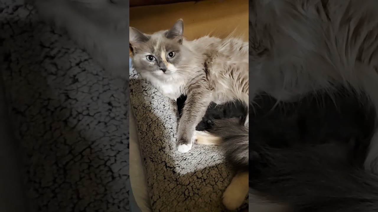 Pixel's 3rd Litter of Kittens - 1st week of life!