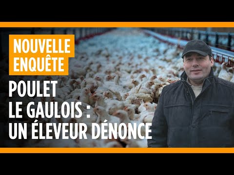 Poulets Le Gaulois : un éleveur dénonce