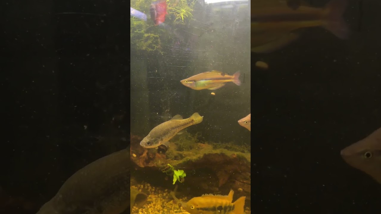 The Bulldog Goodeid!  The Giant of the Goodeid World