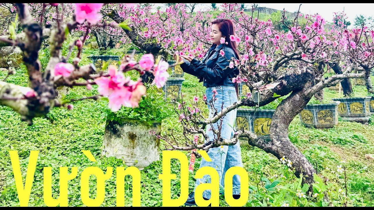 MỘC CHÂU Khám Phá Vườn CAM , Vườn HỒNG, Vườn ĐÀO Có Gì Đẹp ? #travel