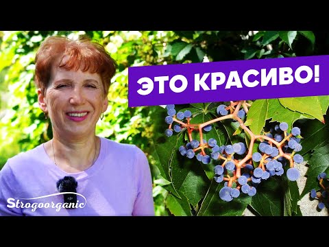 Дикий виноград преобразил весь дом / Ученицы Strogoorganic