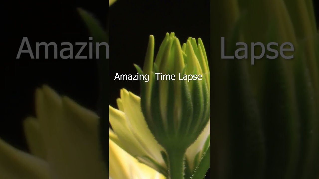 Close up bud growing time lapse 🌺😊😱 
