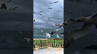 Kırık kalpler söz müzik İSHAK Kılıç #video #müzik #viralshort #music #klip #viral #love #motivation