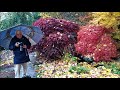 Kaydale Lodge Gardens Maples in autumn Nietta Tasmania