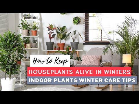 Video: Tips voor het opwarmen van kamerplanten - Kamerplanten warm houden in de winter