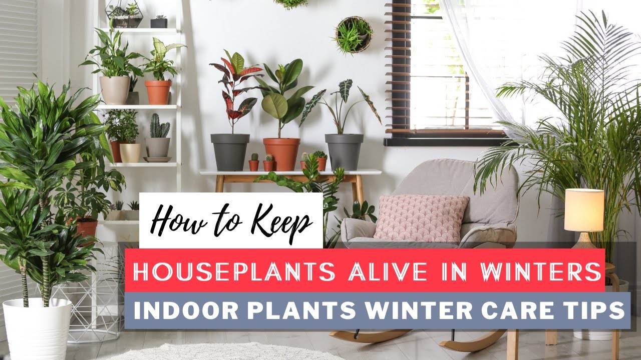 How to Keep Houseplants Alive in Winters Indoor Plants Winter Care Tips YouTube