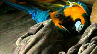 Papagei Ara Blu und Luna
