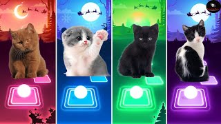 Download Lagu Cute Cat Brown Shakira Waka Waka - Black \u0026 White Bongo Cat - Coldplay X BTS - Walk of earth | MP3 Download Lagu Cute Cat Brown Shakira Waka Waka - Black \u0026 White Bongo Cat - Coldplay X BTS - Walk of earth | MP3