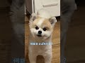 自分の方が親だと思ってる#Pomeranian#多頭飼い#ポメラニアン#小型犬