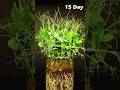 Growing Pea - Time lapse #greentimelapse #gtl #timelapse